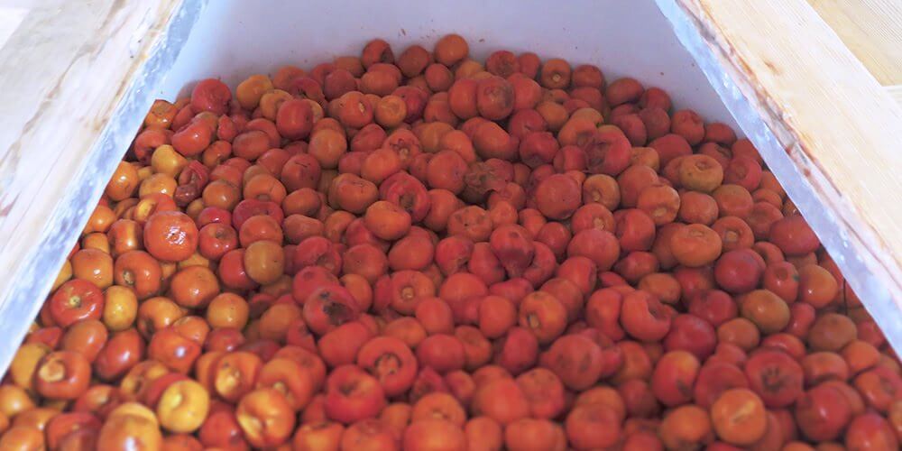 柿酢に秘められた力