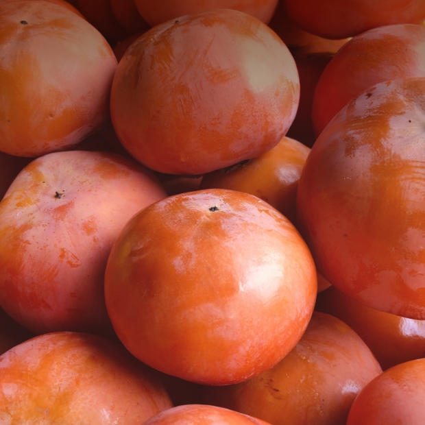 HALIYOファームの富有柿